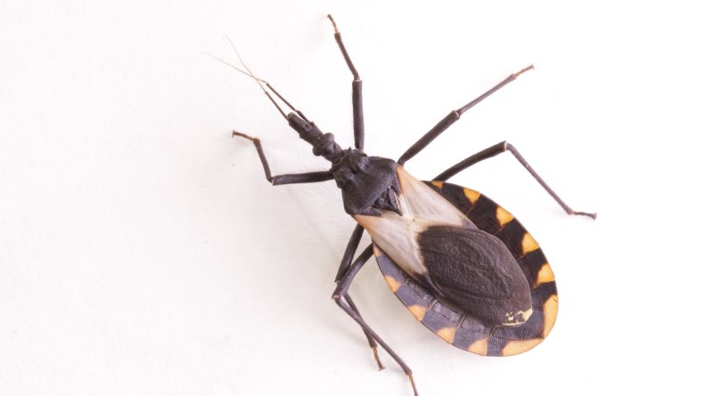 Close up of a Kissing bug which can carry chagas disease vector triatomine;