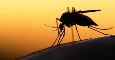 mosquito on human skin at sunset