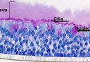 Miniature noses to help prevent infections and promote nasal health