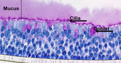 Miniature noses to help prevent infections and promote nasal health