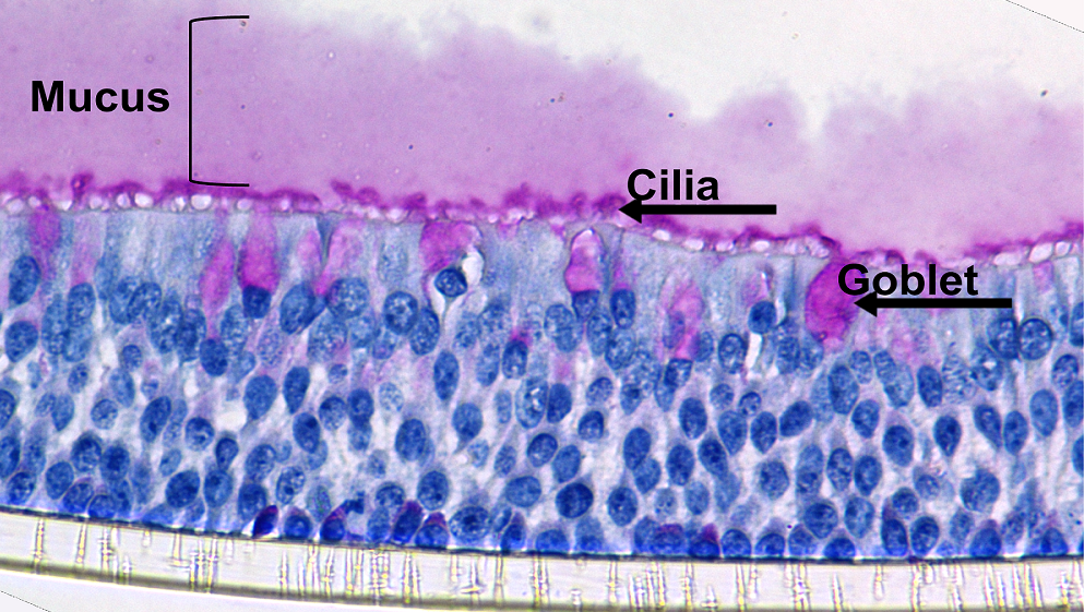 Miniature noses to help prevent infections and promote nasal health
