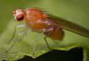 Fruit fly pigmentation helps researchers discover genes that control brain dopamine and sleep
