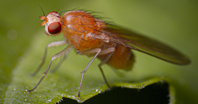 Fruit fly pigmentation helps researchers discover genes that control brain dopamine and sleep