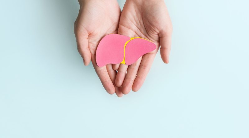 Two hands gently holding a pink anatomical model of a human liver with a yellow outline, against a light blue background
