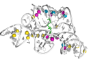 Method reveals 3D structures of RNA-protein complexes in living cells