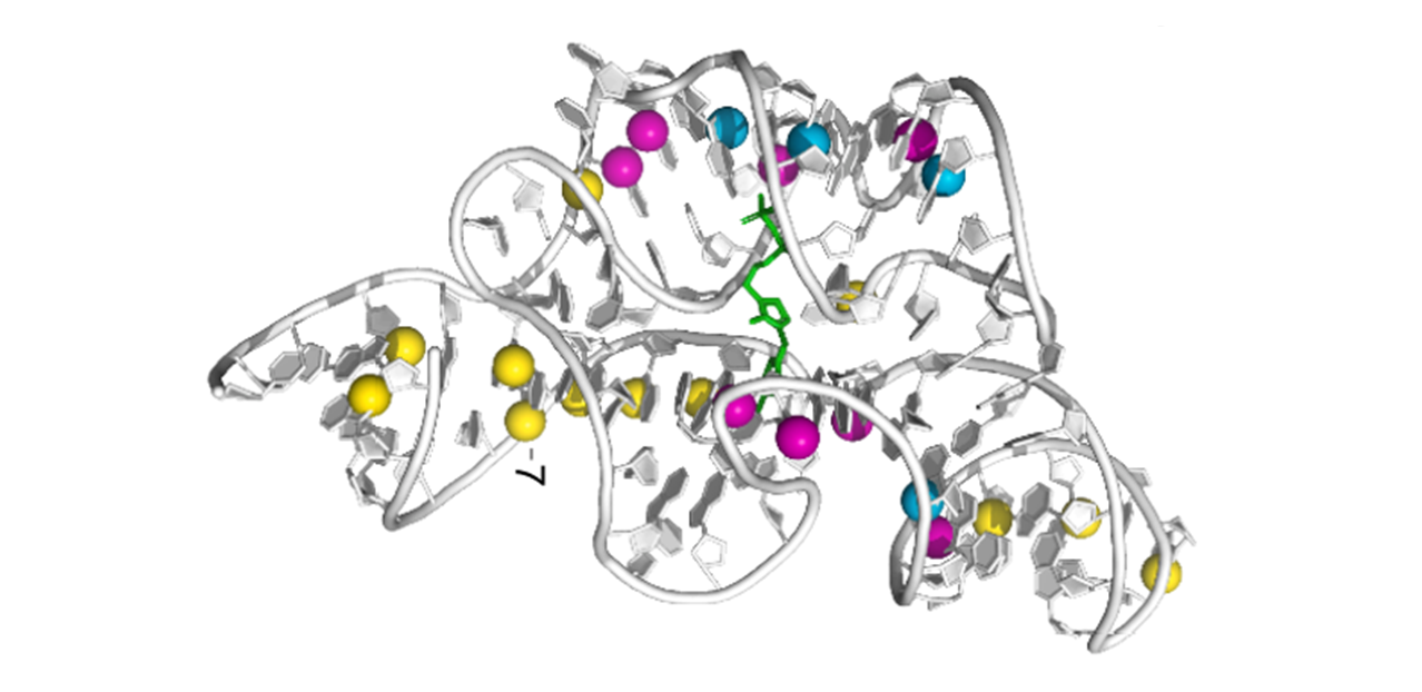 Method reveals 3D structures of RNA-protein complexes in living cells