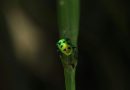 Green bug