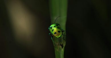 Green bug