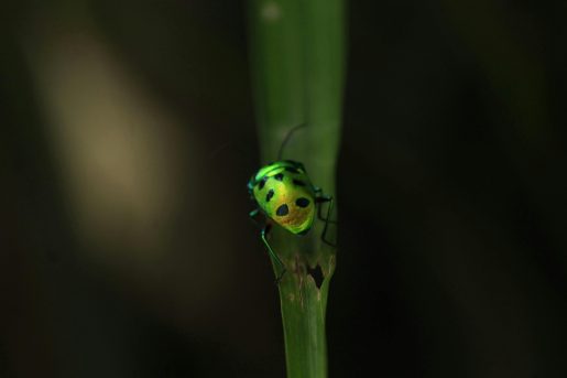 Green bug