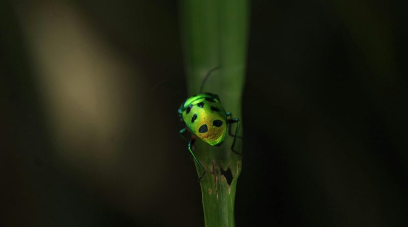 Green bug