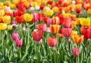 Tulips.