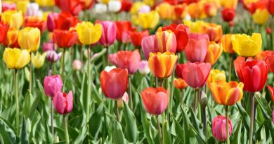 Tulips.