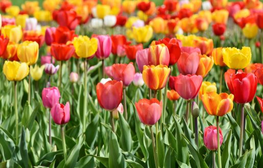 Tulips.