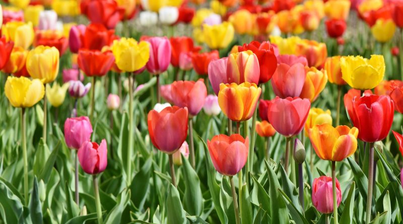 Tulips.
