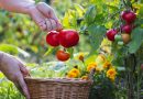 Close up of person picking tomatoes from a garden or vegetable patch.
