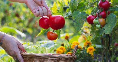 Close up of person picking tomatoes from a garden or vegetable patch.