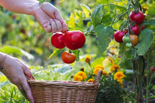Close up of person picking tomatoes from a garden or vegetable patch.
