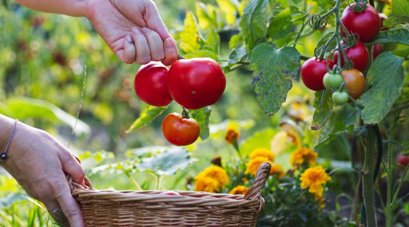 Close up of person picking tomatoes from a garden or vegetable patch.