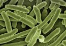Teamwork: An unexpected strategy bacteria use to survive antibiotics