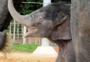 Elephant vaccine shows first signs of protection against deadly virus