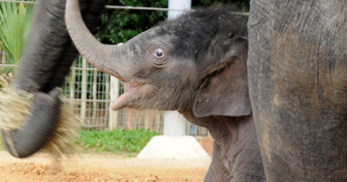 Elephant vaccine shows first signs of protection against deadly virus